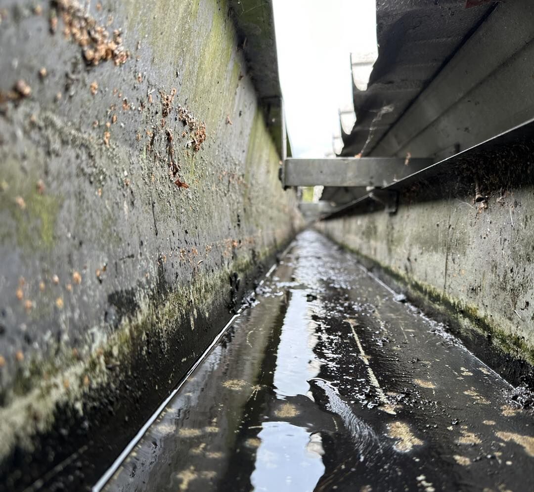 Gutter Cleaning - Ashford, Kent