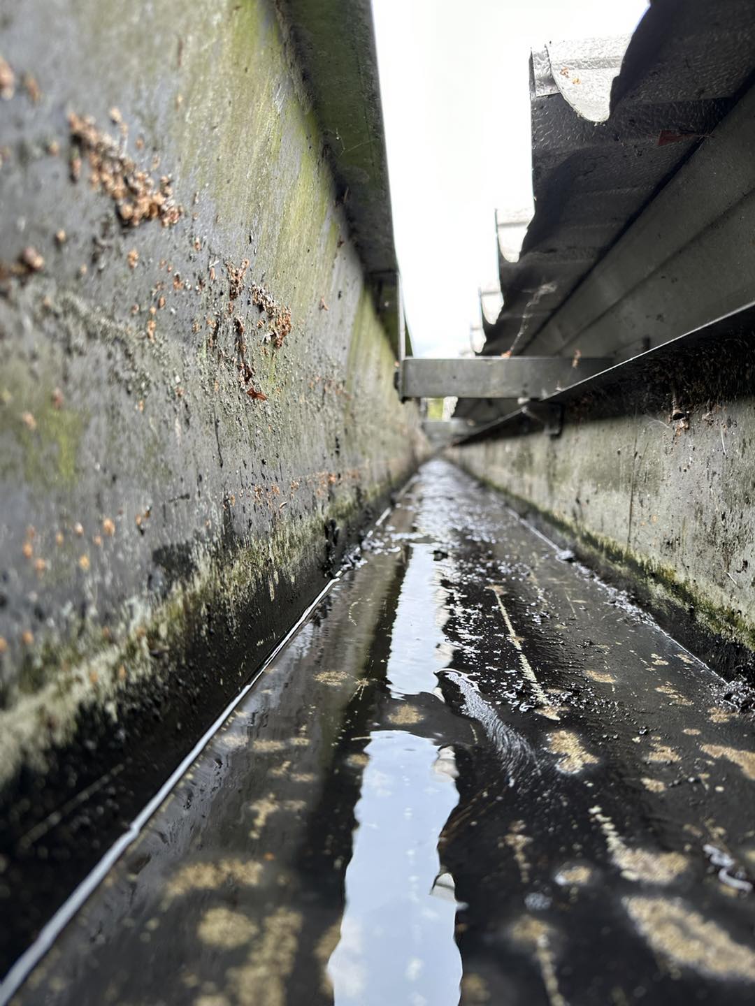 Gutter Cleaning - Maidstone, Kent