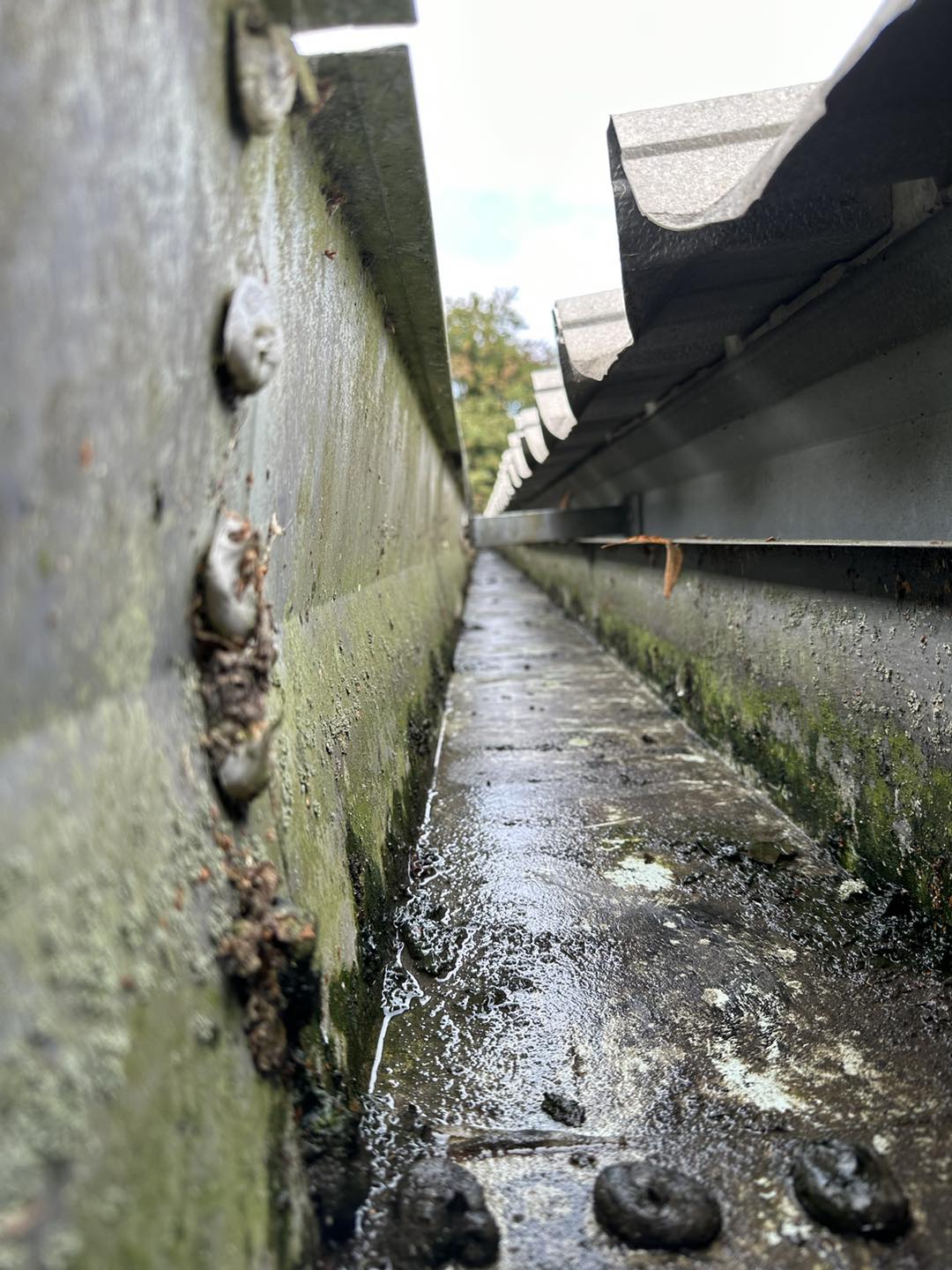 Gutter Cleaning - Maidstone, Kent